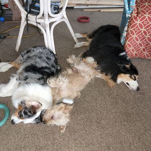 Meet your Posher, Robin